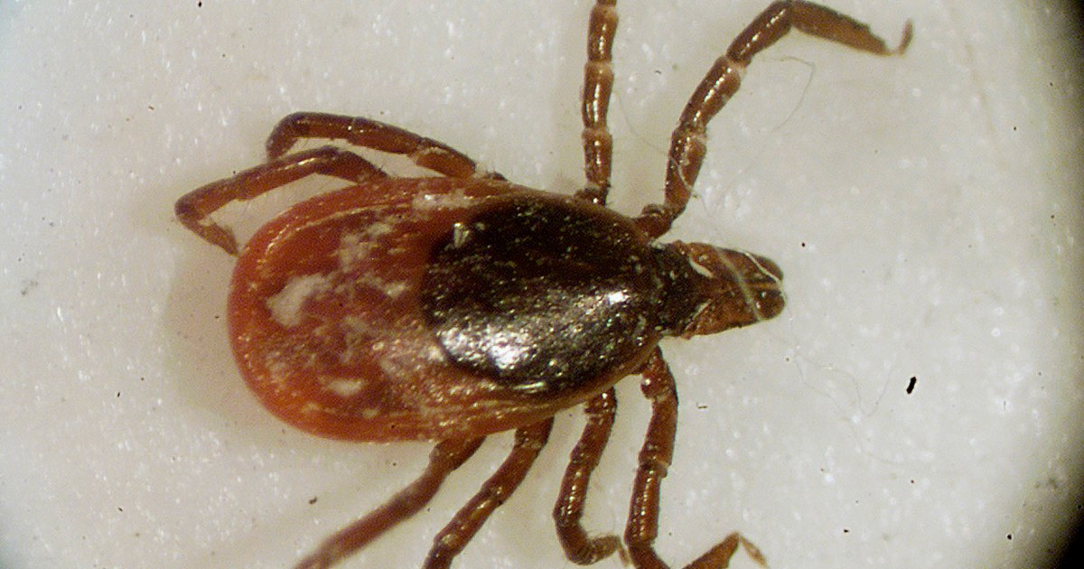 Warmer winters allow ticks to survive and bite year-round