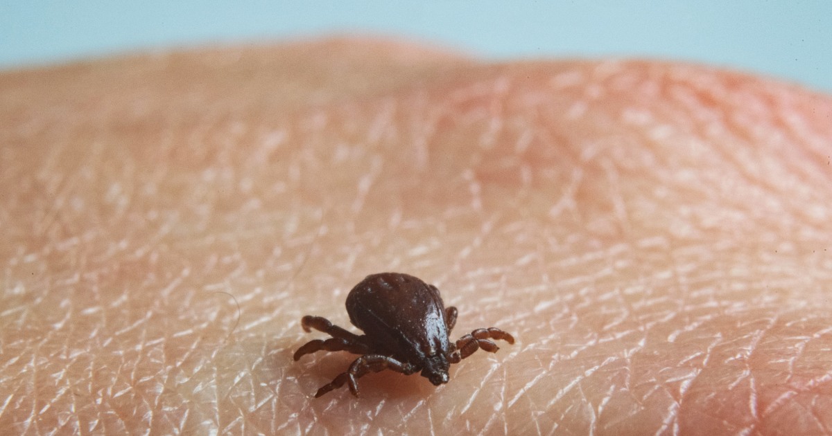 CDC warns travelers to Mexico about risks of contracting dangerous tick-borne disease