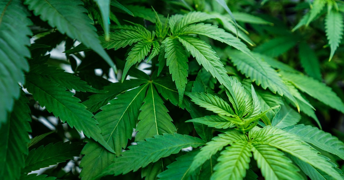 Using marijuana during pregnancy can cause low weight in newborns: study