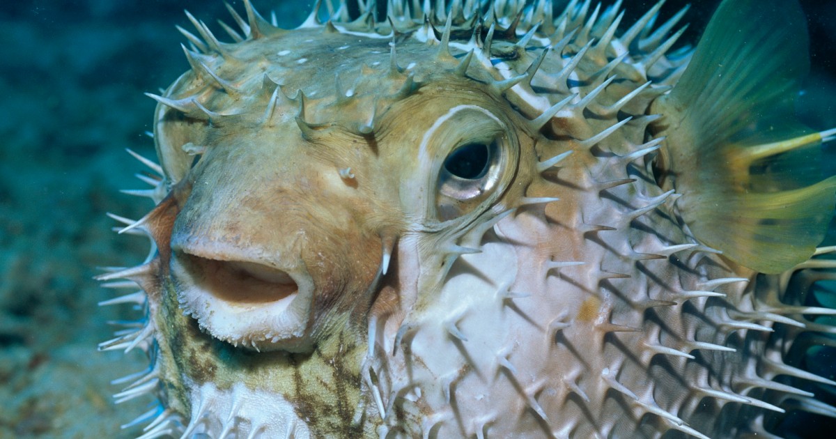 How puffer fish can help treat pain in cancer patients