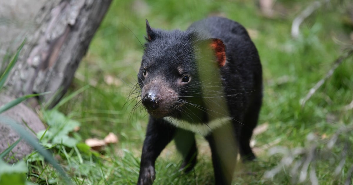 The Tasmanian devil gives clues to learn to live with cancer