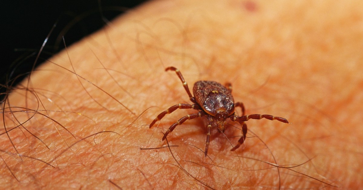 They warn those traveling to Mexico of a disease transmitted by ticks