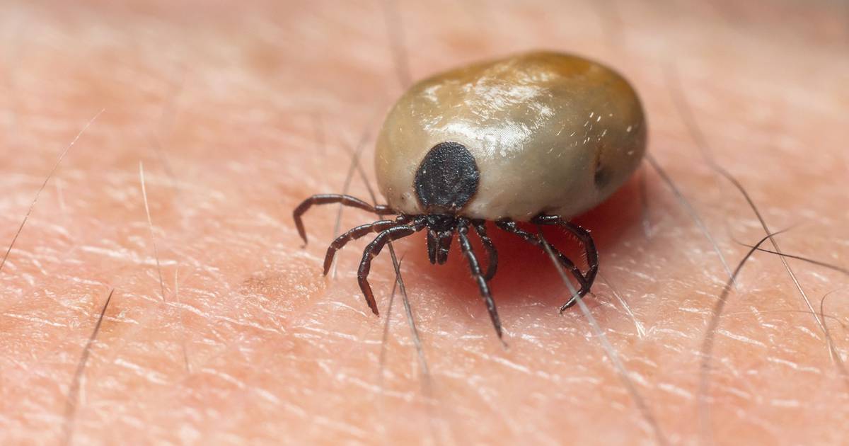 US alert of tick-borne disease in northern Mexico;  we know this