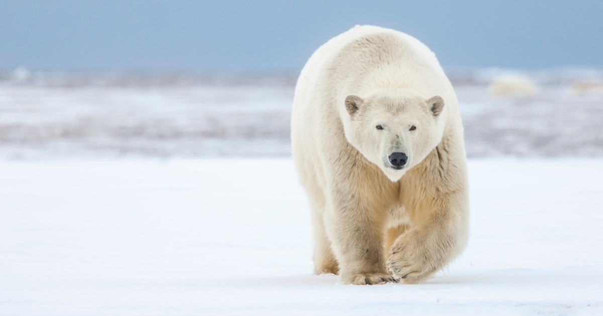 Polar bear dies from bird flu in Alaska and it would be the first reported case
