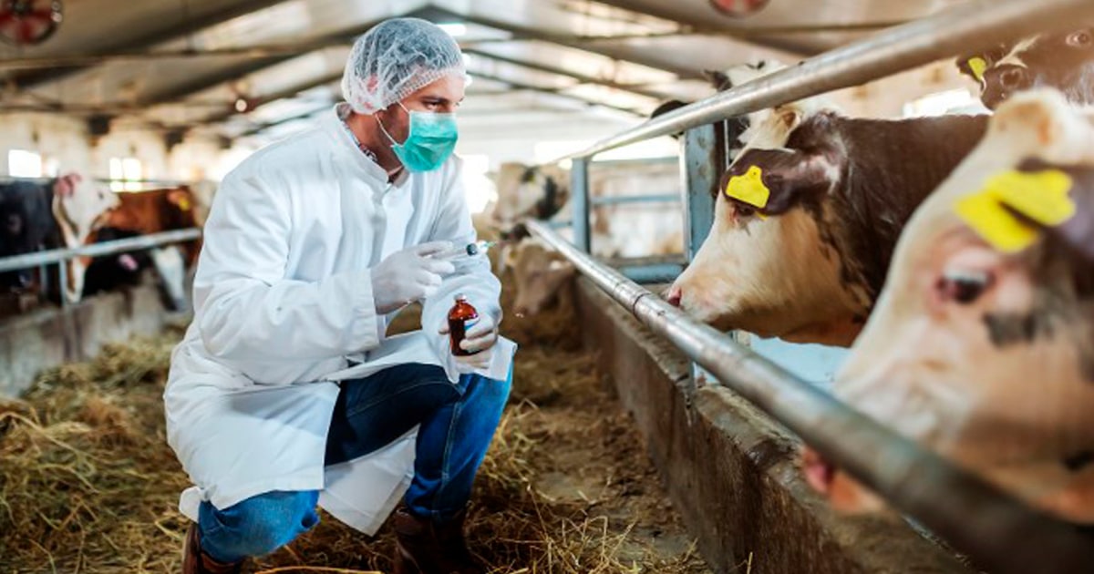 First human case of avian flu transmitted by dairy cows detected