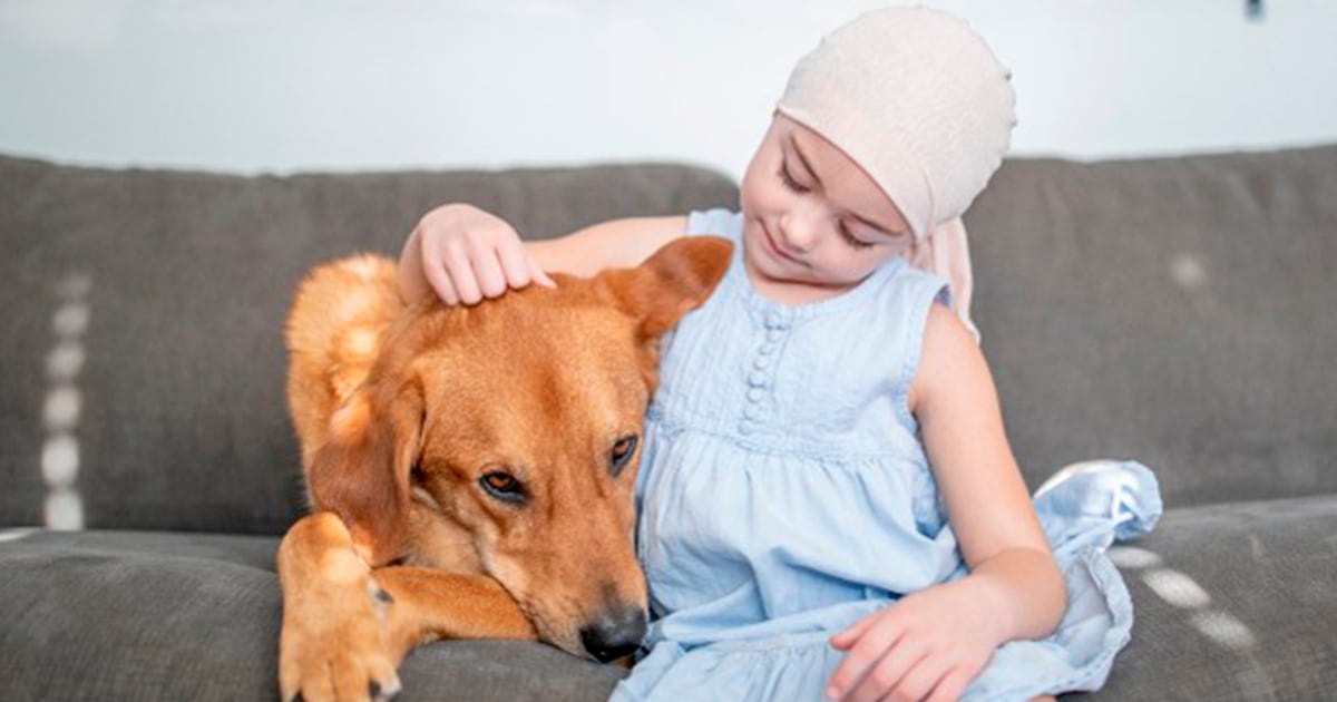 Dogs are part of a project that helps children with brain tumors
