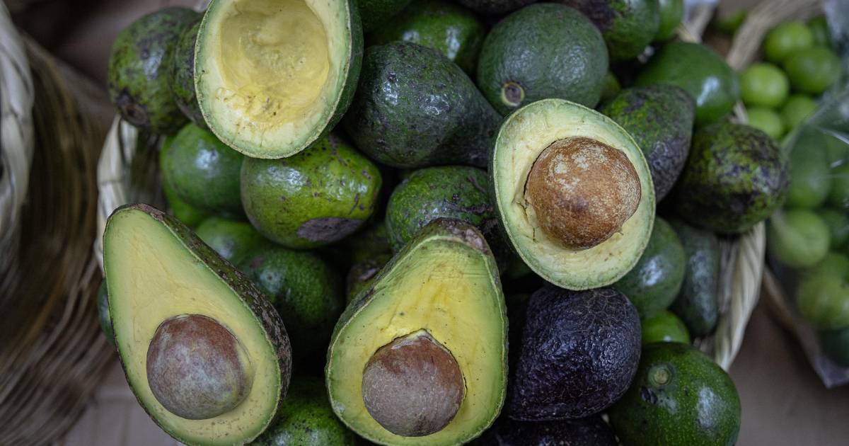 Avocado for everyone! Michoacán and the US agree to reactivate exports of the 'green gold'