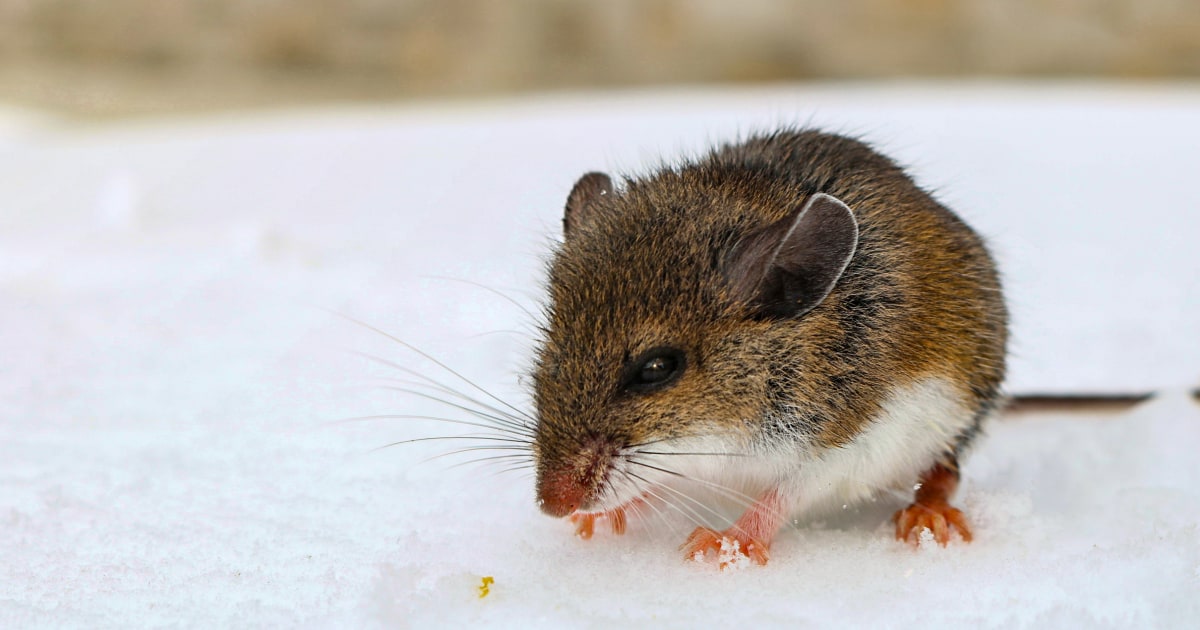 Arizona warns of spread of potentially deadly virus transmitted from rodents to humans