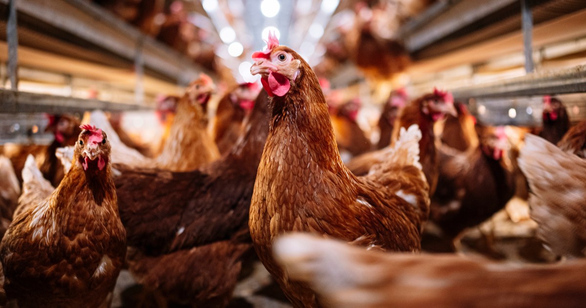 Four new cases of bird flu detected in farm workers in Colorado
