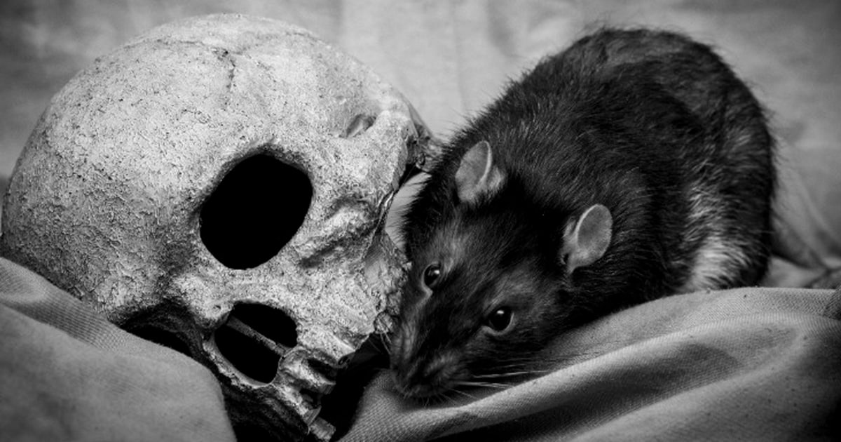 Third case of human bubonic plague confirmed in the US